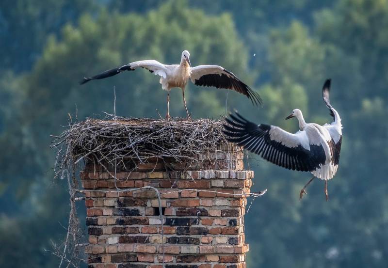 Professional Chimney Animal Removal Services in Temple Hills, Maryland