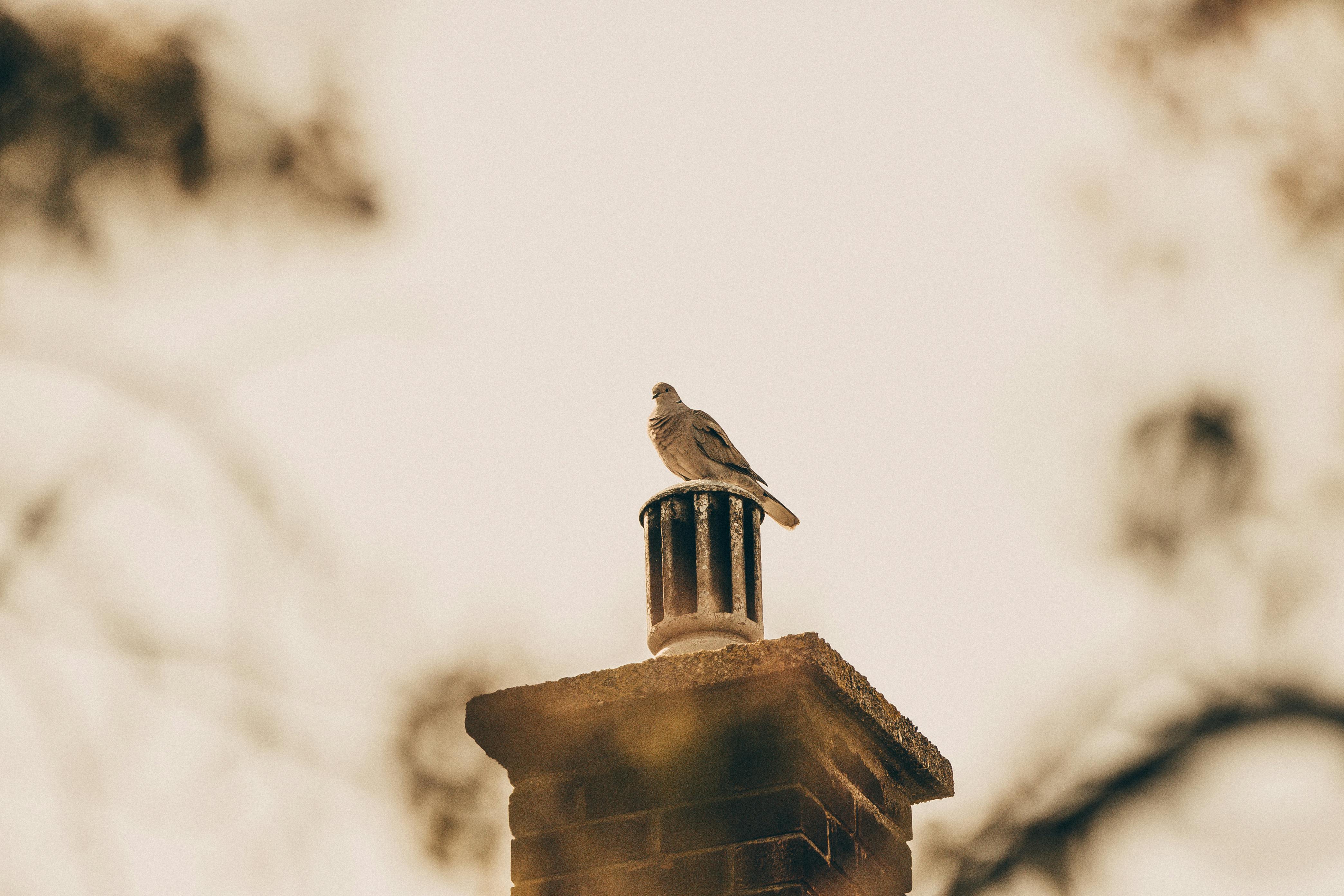 Expert Chimney Cap Installation in Temple Hills, Maryland